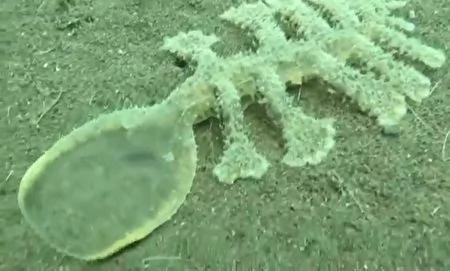 峇里岛海底发现不可思议的怪异生物