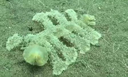峇里岛海底发现不可思议的怪异生物