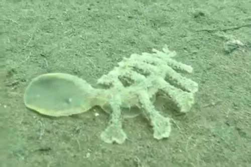 峇里岛海底发现不可思议的怪异生物
