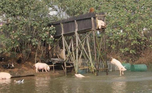 农场老板每天逼“猪跳水自杀” 原因让人超惊讶!