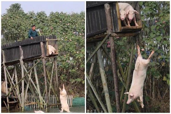 农场老板每天逼“猪跳水自杀” 原因让人超惊讶!