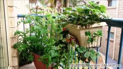 用纸在阳台上种菜