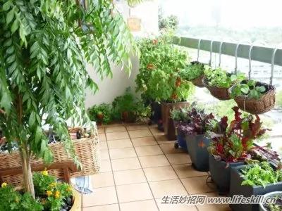 用纸在阳台上种菜