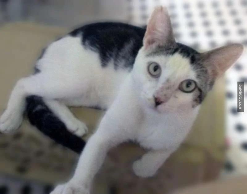 心都碎了!遭主人连猫砂盆都扫出去的猫咪呆坐狂哭2小时