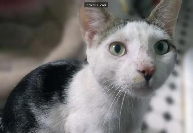 心都碎了!遭主人连猫砂盆都扫出去的猫咪呆坐狂哭2小时