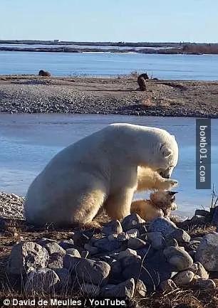 极地导游看到一只北极熊在雪橇犬身旁 但北极熊的举动让他忍不住瞪大眼睛!