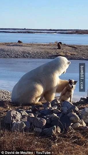 极地导游看到一只北极熊在雪橇犬身旁 但北极熊的举动让他忍不住瞪大眼睛!