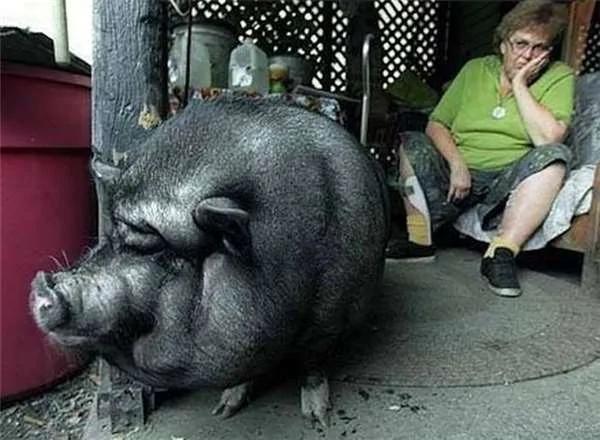 收养一黑猪 当她心脏病发时它竟这样报恩