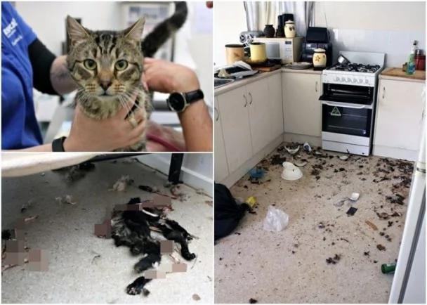 澳洲女锁门困兽斗 14猫互吃充飢仅一生还