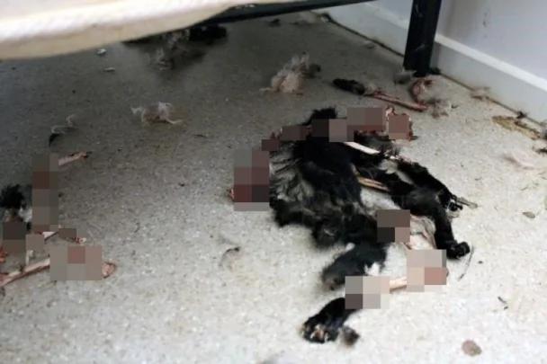 澳洲女锁门困兽斗 14猫互吃充飢仅一生还