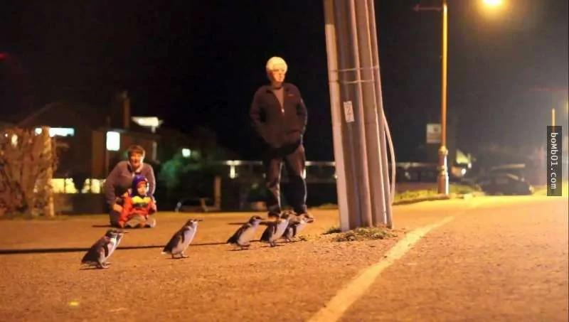 纽西兰政府不愿再看到企鹅们冒死过马路 结果他们的解决方法…赞爆了!
