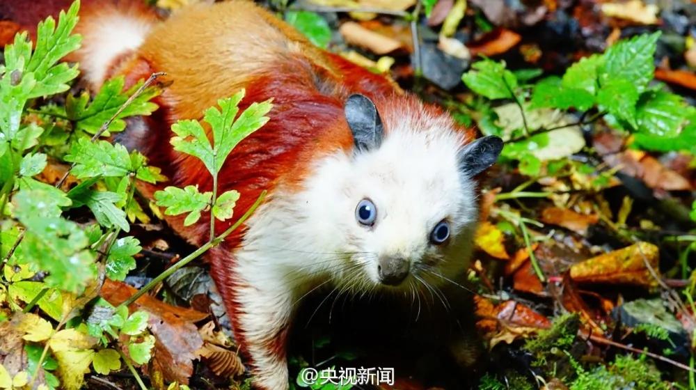 绝美地貌景色!陕西汉中发现世界级天坑群