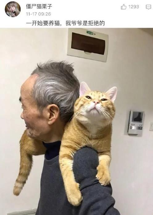 父母一开始说 家里不让养宠物 结果…