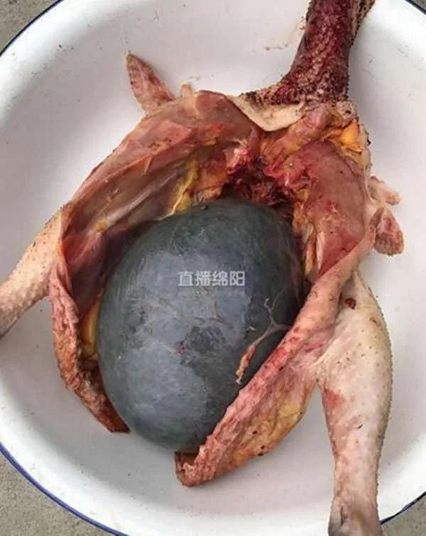 大妈宰了老母鸡想进补 却在鸡肚里看到这“惊人的东西”