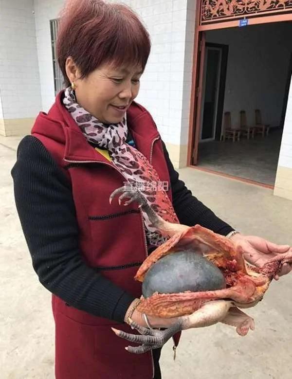 大妈宰了老母鸡想进补 却在鸡肚里看到这“惊人的东西”