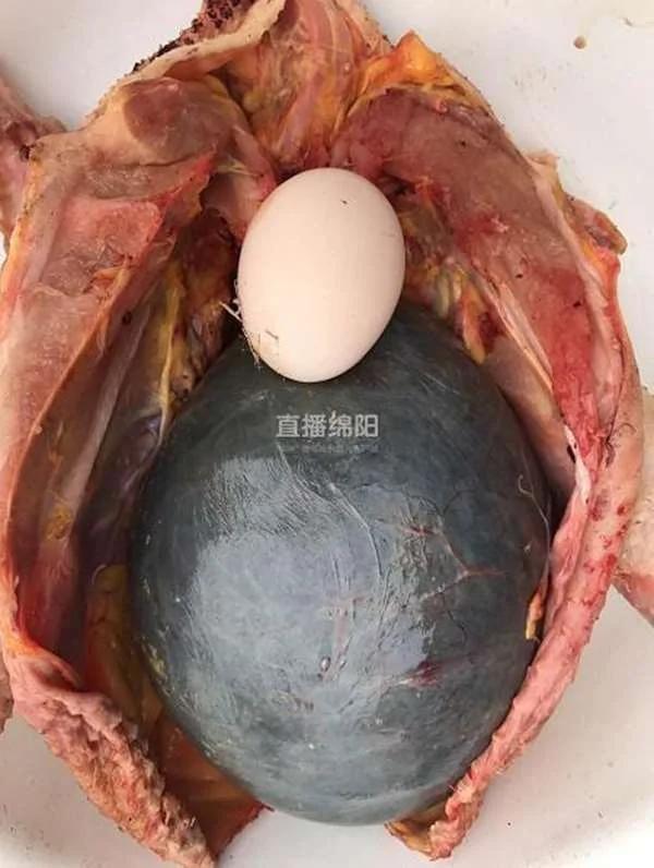 大妈宰了老母鸡想进补 却在鸡肚里看到这“惊人的东西”