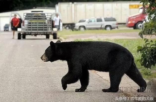 美国野猪泛滥 中国吃货操碎了心献3妙计
