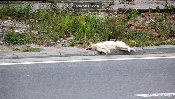 流浪猫咪被车撞死 这两只狗狗居然做出惹哭大家的举动…