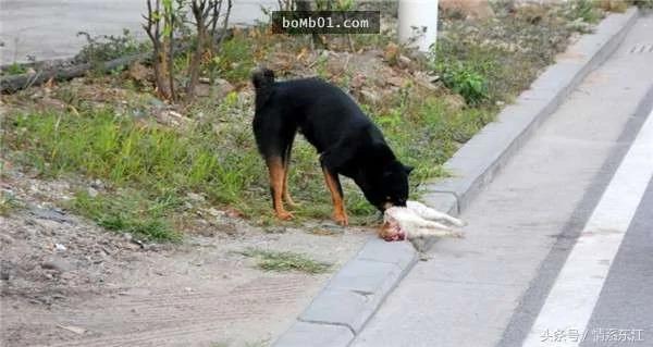 流浪猫咪被车撞死 这两只狗狗居然做出惹哭大家的举动…