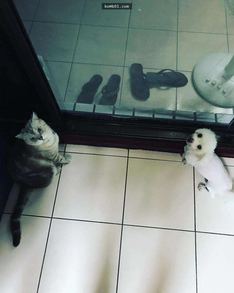 流浪猫咪被车撞死 这两只狗狗居然做出惹哭大家的举动…