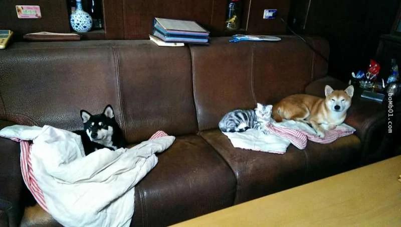 流浪猫咪被车撞死 这两只狗狗居然做出惹哭大家的举动…