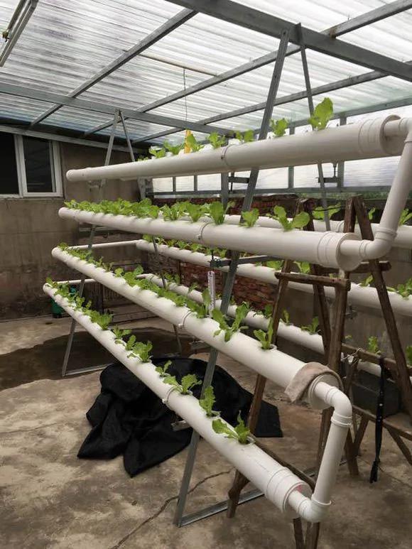 零成本 塑料瓶超级种菜大法 温室 补水 盆栽 沤肥一步到位