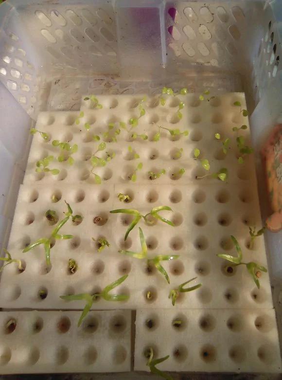 零成本 塑料瓶超级种菜大法 温室 补水 盆栽 沤肥一步到位