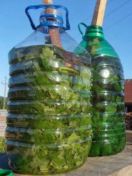 零成本 塑料瓶超级种菜大法 温室 补水 盆栽 沤肥一步到位