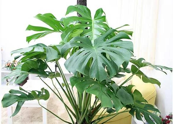 家里有个吸烟的人?这8种花可以帮你吸走烟气!