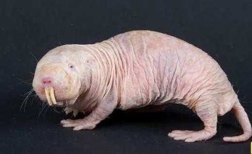 你没见过的32种奇特生物 绝对没见过!