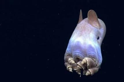 你没见过的32种奇特生物 绝对没见过!