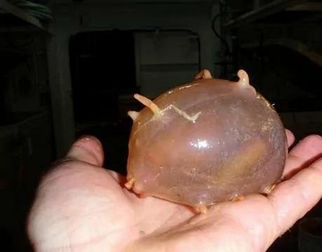 你没见过的32种奇特生物 绝对没见过!