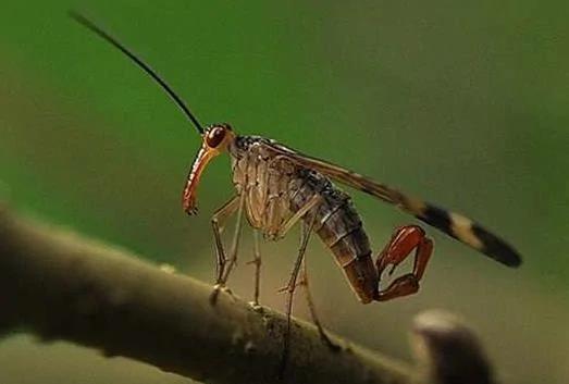 你没见过的32种奇特生物 绝对没见过!