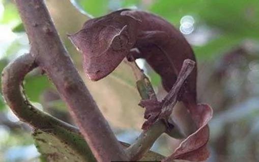 你没见过的32种奇特生物 绝对没见过!