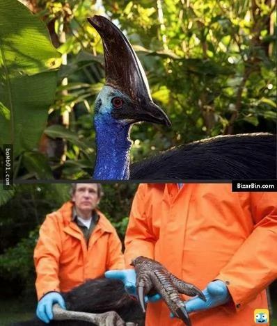 你没见过的32种奇特生物 绝对没见过!