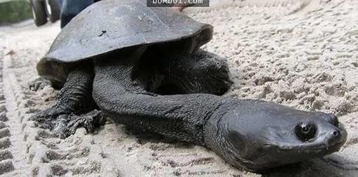 你没见过的32种奇特生物 绝对没见过!