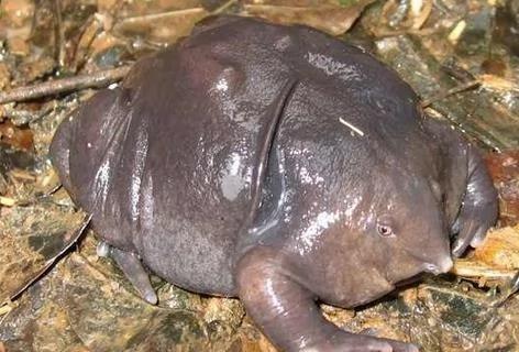 你没见过的32种奇特生物 绝对没见过!