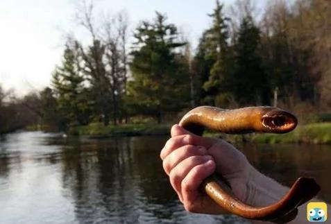 你没见过的32种奇特生物 绝对没见过!