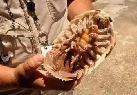 你没见过的32种奇特生物 绝对没见过!