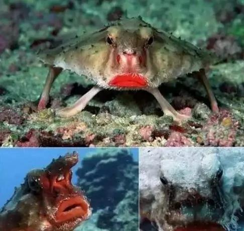 你没见过的32种奇特生物 绝对没见过!