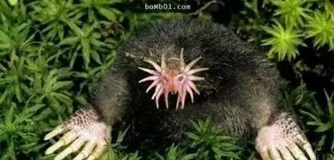 你没见过的32种奇特生物 绝对没见过!