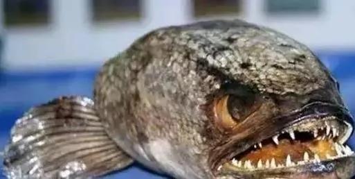 你没见过的32种奇特生物 绝对没见过!