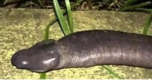 你没见过的32种奇特生物 绝对没见过!