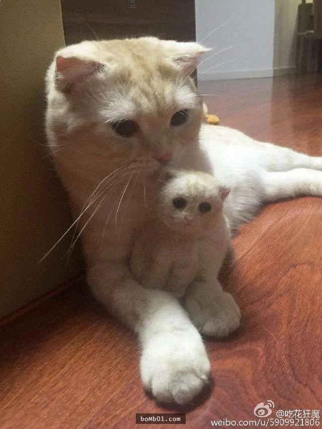 主人做出“猫毛毡娃娃” 结果猫咪看到后的惊呆表情让人笑疯了!