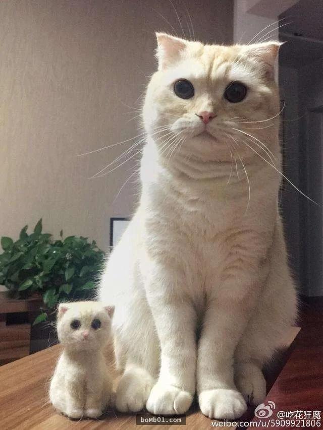 主人做出“猫毛毡娃娃” 结果猫咪看到后的惊呆表情让人笑疯了!