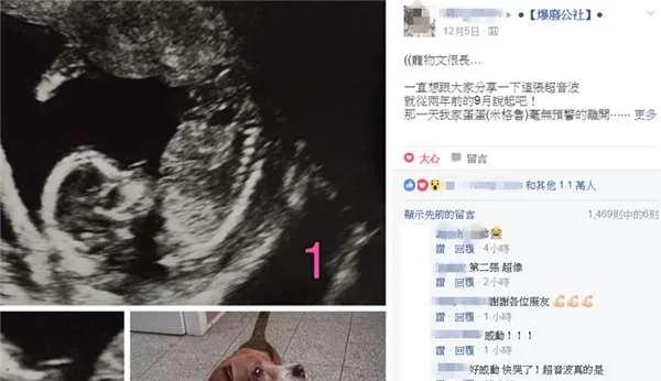 2岁儿子在家看到死去的爱犬怀孕超音波照证明 它真的回来了 阿波罗新闻网