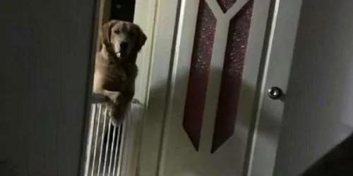 猎犬每晚都盯着主人睡觉 原因令人心酸