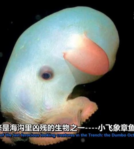 海底11095米频频发出神秘声波 谁住在地球最深处?