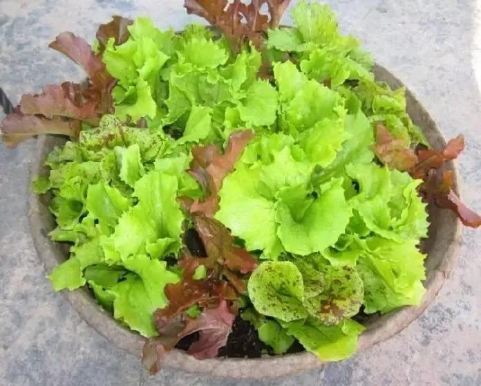 8种适合盆栽养护的蔬菜 新手也能种出新鲜的菜