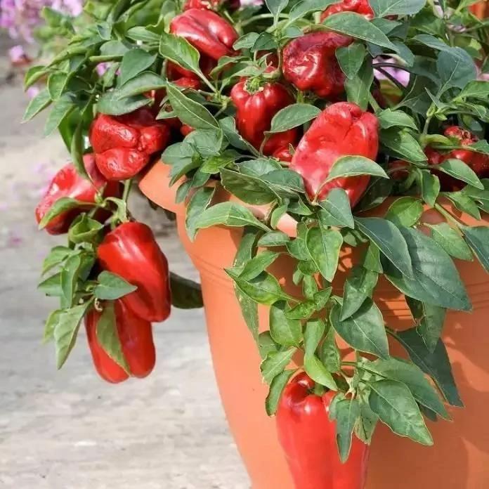 8种适合盆栽养护的蔬菜 新手也能种出新鲜的菜